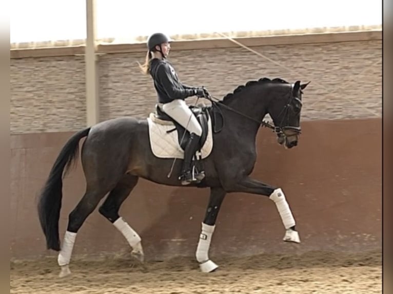 German Sport Horse Gelding 8 years 16.3 hh Bay-Dark in Wehringen