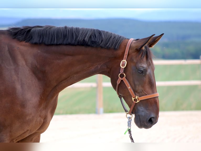German Sport Horse Gelding 8 years 16.3 hh Bay-Dark in Uhlstädt-Kirchhasel