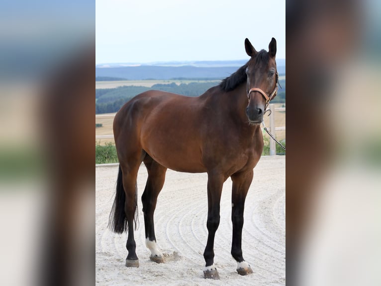 German Sport Horse Gelding 8 years 16.3 hh Bay-Dark in Uhlstädt-Kirchhasel