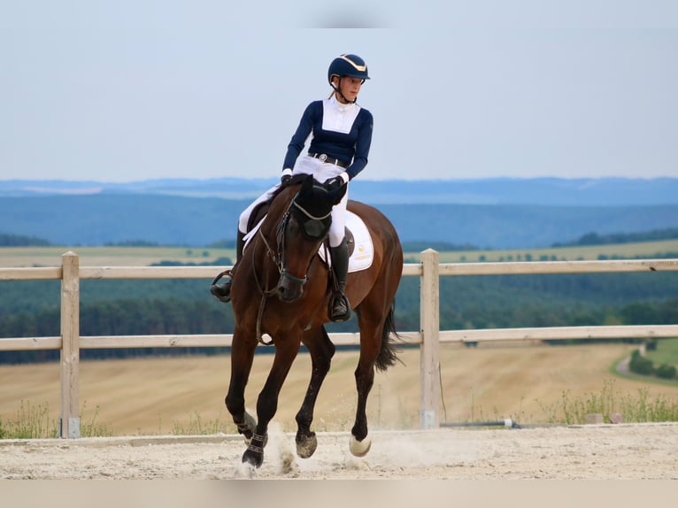 German Sport Horse Gelding 8 years 16.3 hh Bay-Dark in Uhlstädt-Kirchhasel
