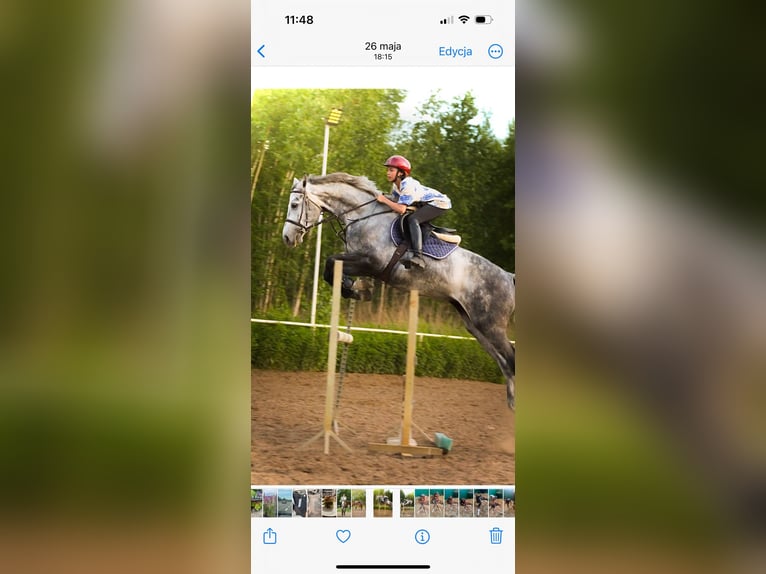 German Sport Horse Gelding 8 years 16,3 hh Gray in Robercin