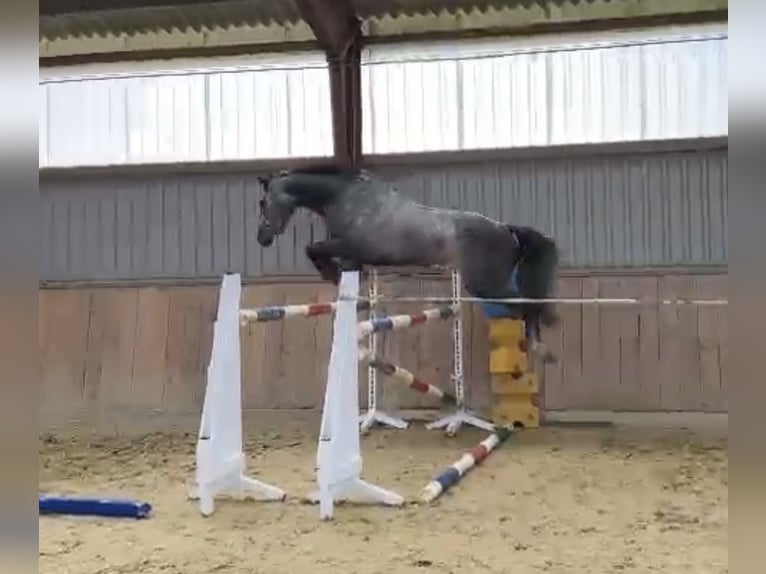 German Sport Horse Gelding 8 years 16.3 hh Grey in Oeschebüttel