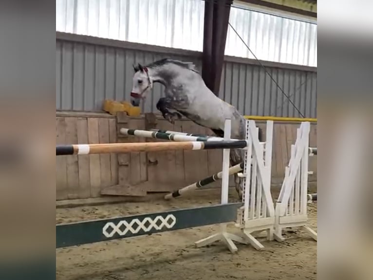 German Sport Horse Gelding 8 years 16.3 hh Grey in Oeschebüttel