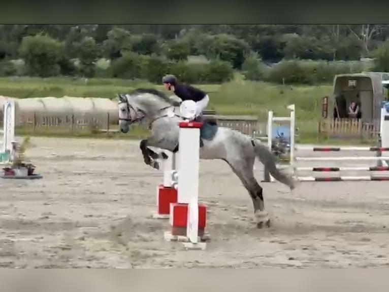 German Sport Horse Gelding 8 years 16.3 hh Grey in Oeschebüttel