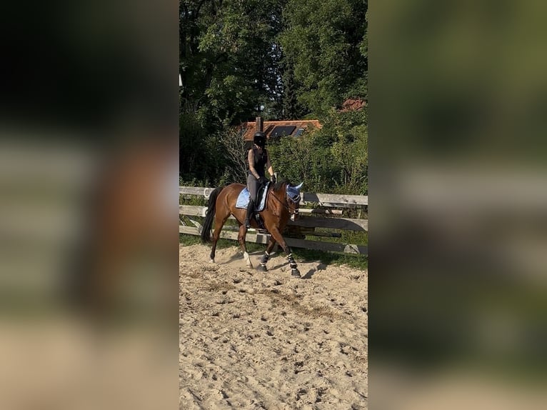 German Sport Horse Gelding 8 years 16 hh Brown in Clenze