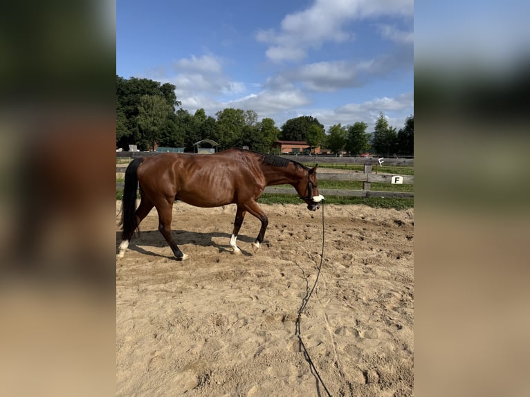 German Sport Horse Gelding 8 years 16 hh Brown in Clenze
