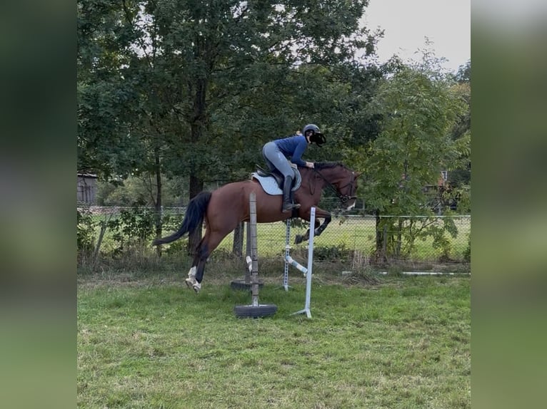 German Sport Horse Gelding 8 years 16 hh Brown in Clenze