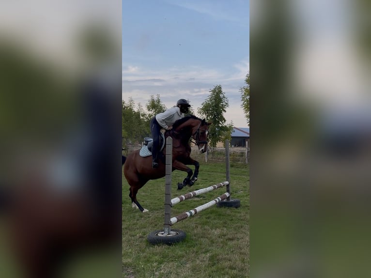 German Sport Horse Gelding 8 years 16 hh Brown in Clenze