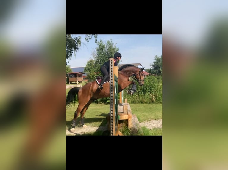 German Sport Horse Gelding 8 years 16 hh Brown in Allersberg