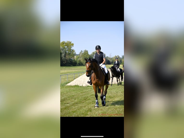 German Sport Horse Gelding 8 years 16 hh Brown in Allersberg