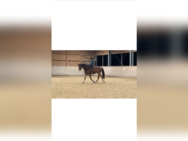 German Sport Horse Gelding 8 years 16 hh Brown in Allersberg