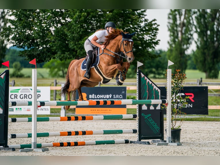 German Sport Horse Gelding 8 years 16 hh Chestnut in Mladá Boleslav