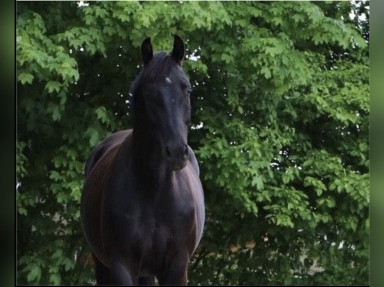 German Sport Horse Gelding 8 years 16 hh Smoky-Black in Ravensburg