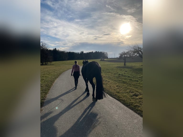 German Sport Horse Gelding 8 years 16 hh Smoky-Black in Ravensburg