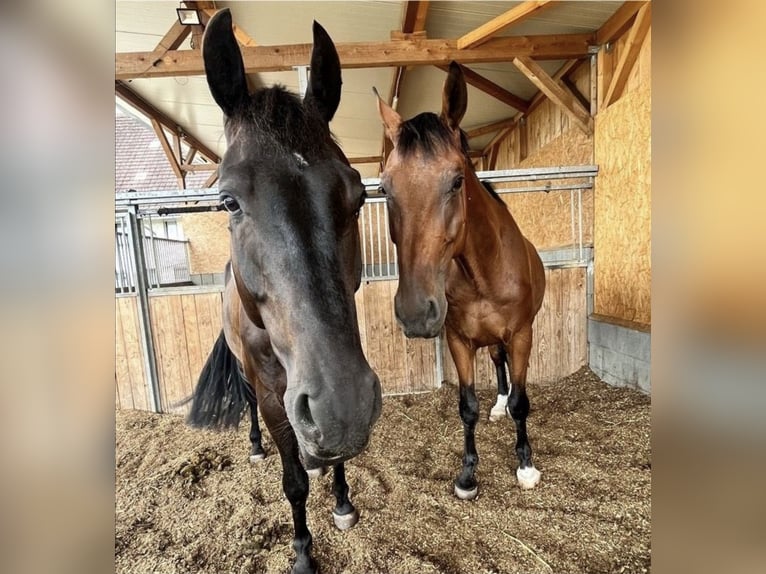 German Sport Horse Gelding 8 years 16 hh Smoky-Black in Ravensburg