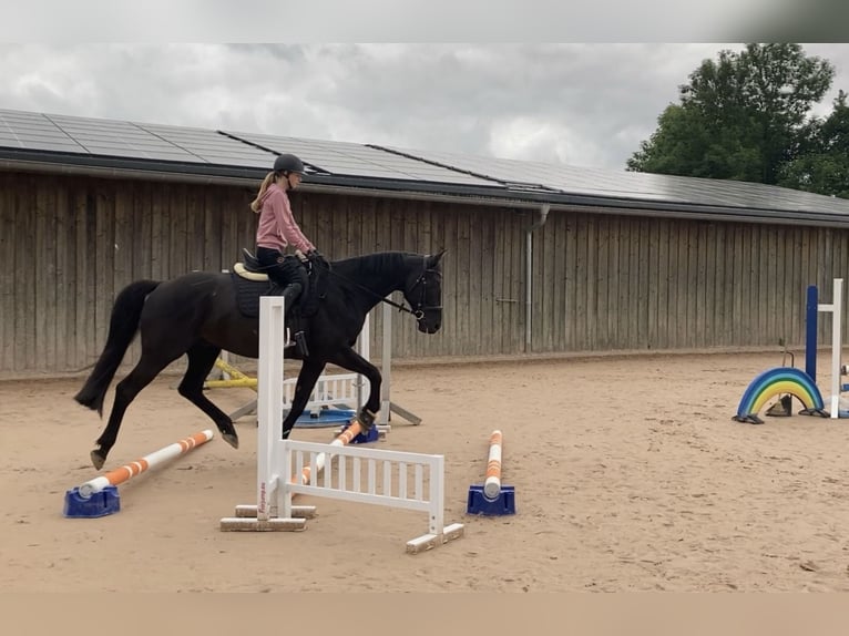 German Sport Horse Gelding 8 years 16 hh Smoky-Black in Ravensburg