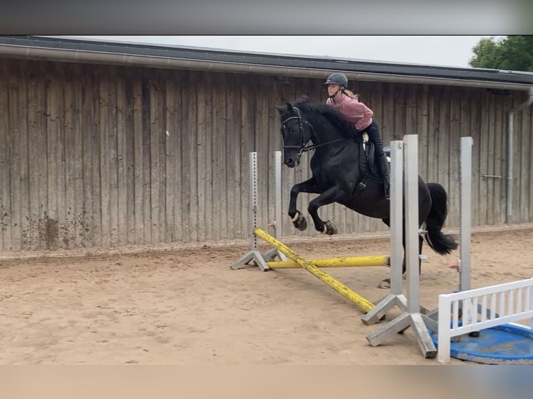 German Sport Horse Gelding 8 years 16 hh Smoky-Black in Ravensburg