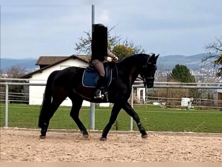 German Sport Horse Gelding 8 years 16 hh Smoky-Black in Ravensburg