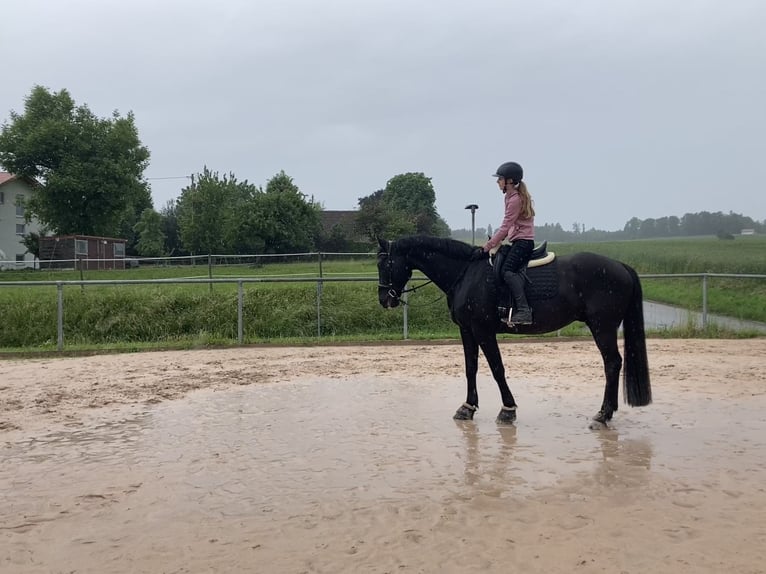 German Sport Horse Gelding 8 years 16 hh Smoky-Black in Ravensburg