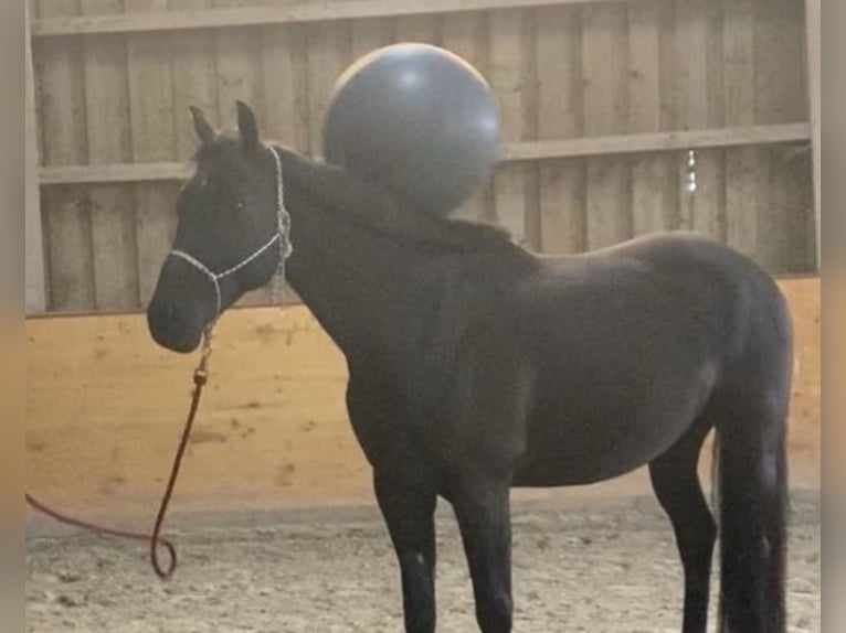 German Sport Horse Gelding 8 years 16 hh Smoky-Black in Ravensburg