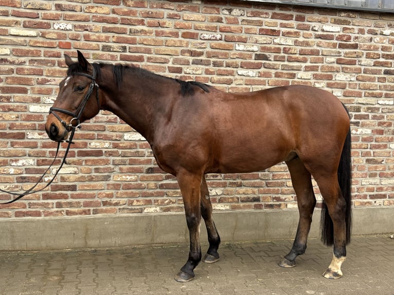 German Sport Horse Gelding 8 years 16,1 hh Bay-Dark in Grevenbroich