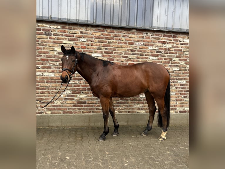 German Sport Horse Gelding 8 years 16,1 hh Bay-Dark in Grevenbroich