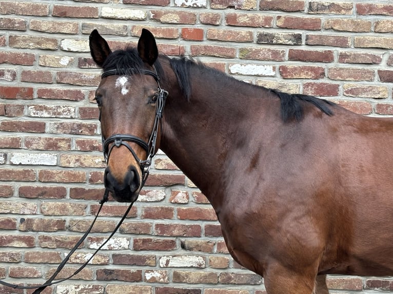German Sport Horse Gelding 8 years 16,1 hh Bay-Dark in Grevenbroich