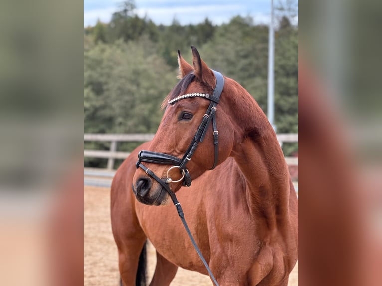German Sport Horse Gelding 8 years 16,1 hh Brown in Michelstadt