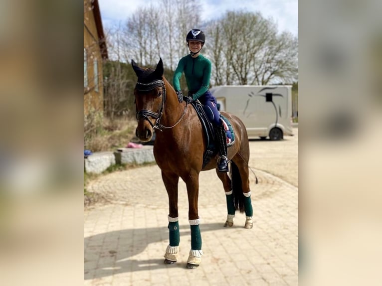 German Sport Horse Gelding 8 years 16,1 hh Chestnut in Mainburg