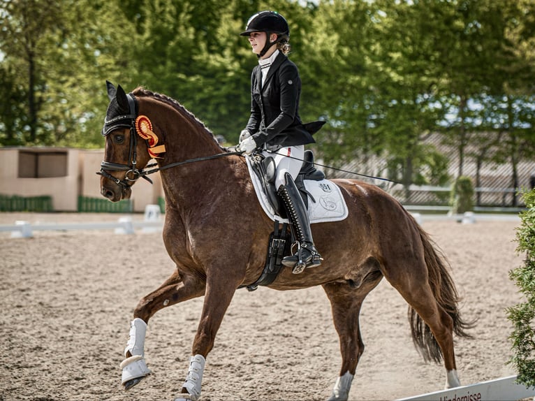 German Sport Horse Gelding 8 years 16,1 hh Chestnut in Mainburg