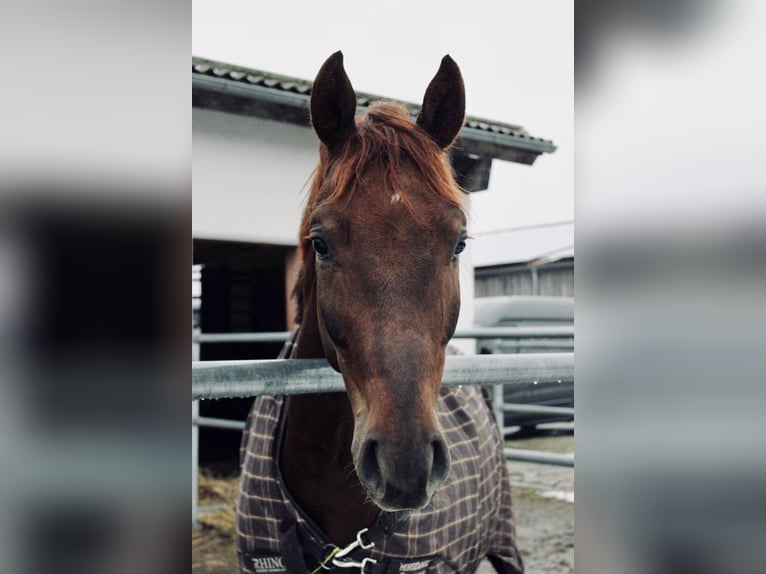German Sport Horse Gelding 8 years 16,1 hh Chestnut in Mainburg
