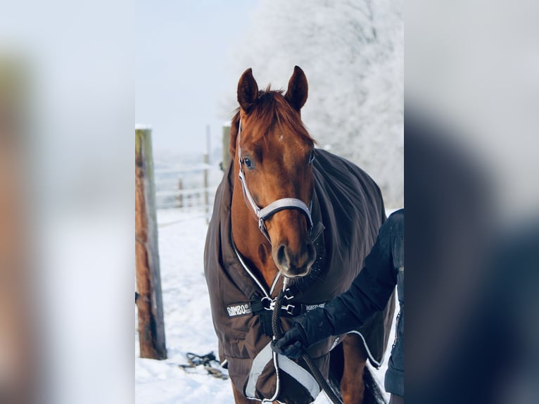 German Sport Horse Gelding 8 years 16,1 hh Chestnut in Mainburg