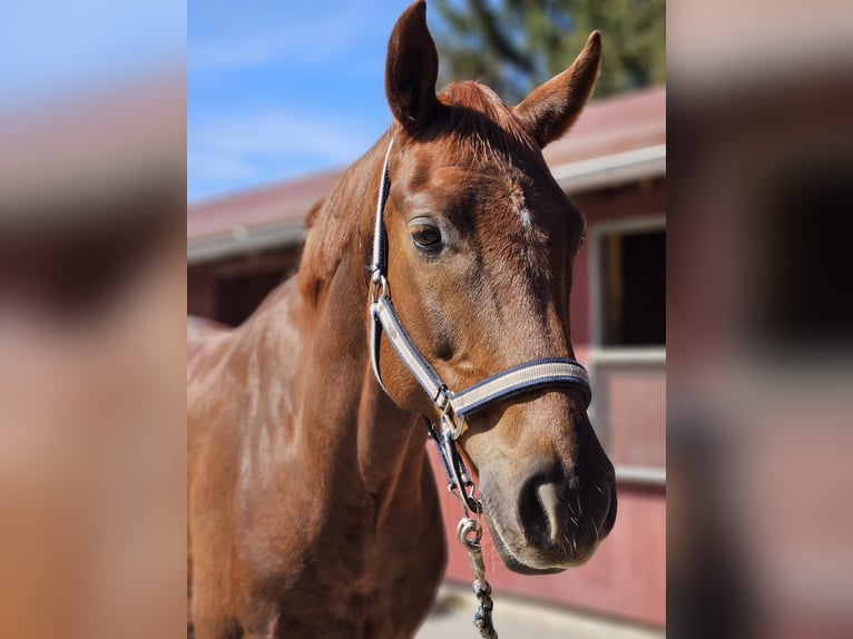 German Sport Horse Gelding 8 years 16,1 hh Chestnut-Red in Otelfingen