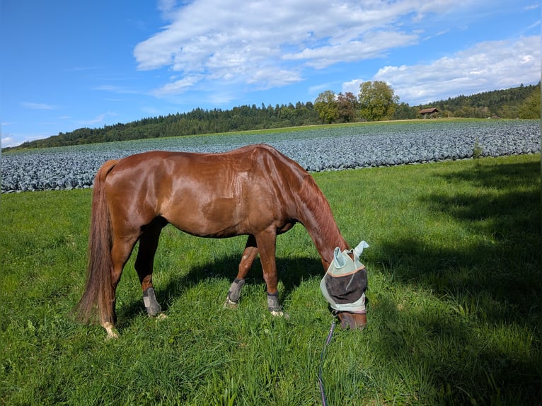German Sport Horse Gelding 8 years 16,1 hh Chestnut-Red in Otelfingen