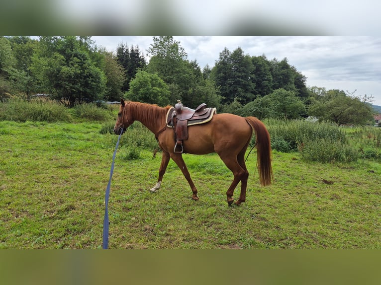 German Sport Horse Gelding 8 years 16,1 hh Chestnut-Red in Wildflecken