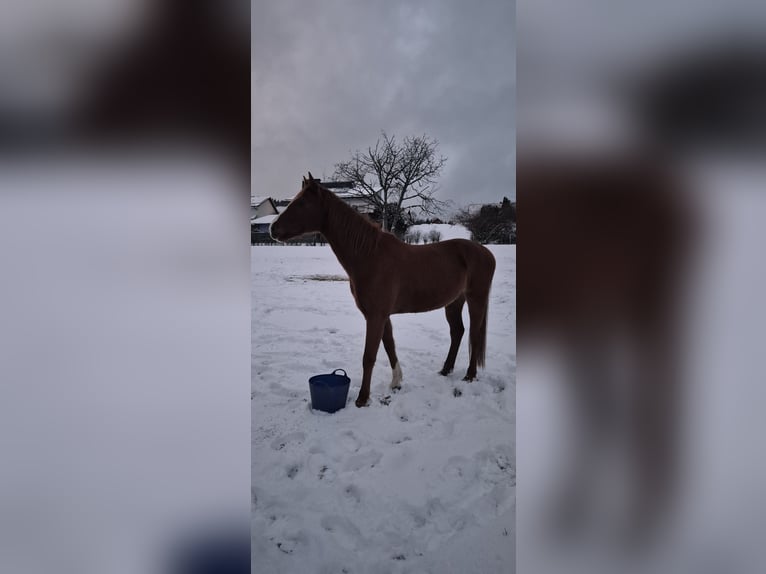 German Sport Horse Gelding 8 years 16,1 hh Chestnut-Red in Wildflecken