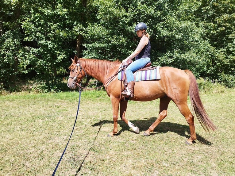 German Sport Horse Gelding 8 years 16,1 hh Chestnut-Red in Wildflecken