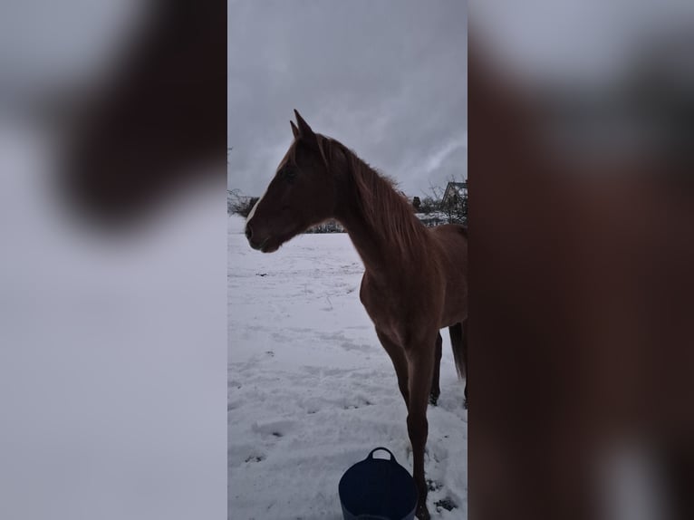 German Sport Horse Gelding 8 years 16,1 hh Chestnut-Red in Wildflecken