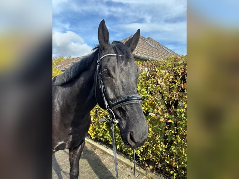 German Sport Horse Gelding 8 years 16,2 hh Black in Einbeck German Sport Horse Gelding 8 years 16,2 hh Black in Einbeck