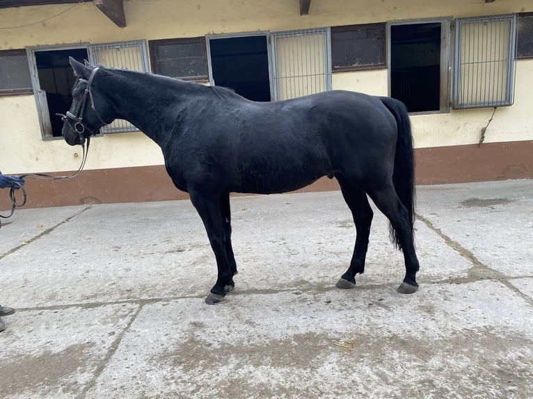 German Sport Horse Gelding 8 years 16,2 hh Black in Gro&#xDF;ostheim