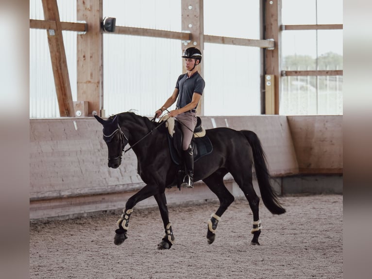 German Sport Horse Gelding 8 years 16,2 hh Black in Crailsheim