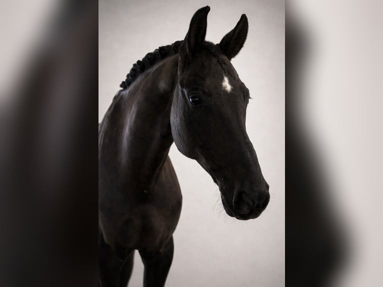 German Sport Horse Gelding 8 years 16,2 hh Black in Crailsheim