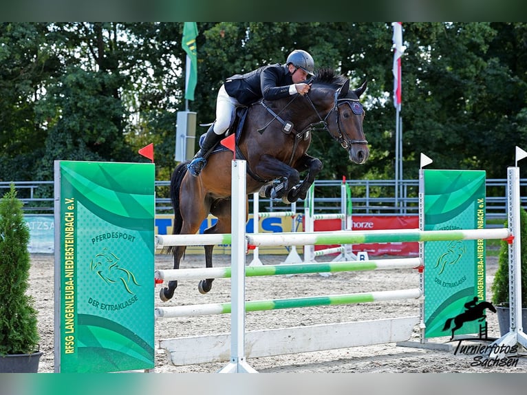 German Sport Horse Gelding 8 years 16,2 hh Brown in Jahnsdorf/ErzgebirgeLeukersdorf