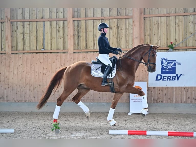 German Sport Horse Gelding 8 years 16,2 hh Chestnut-Red in Brieselang