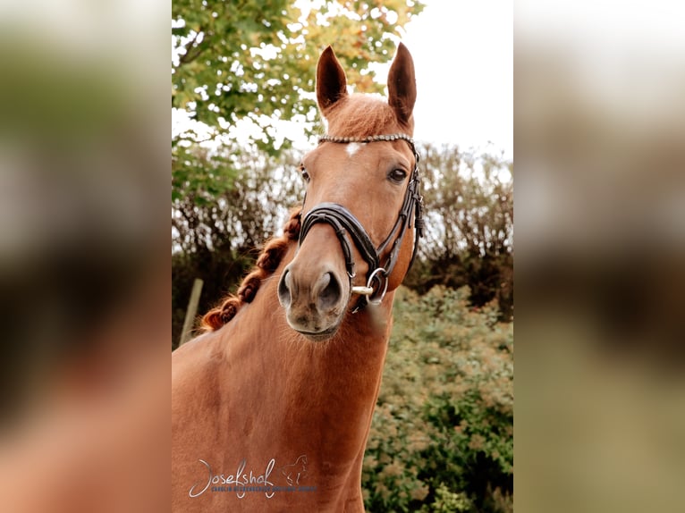 German Sport Horse Gelding 8 years 16,2 hh Chestnut-Red in Oberstadion