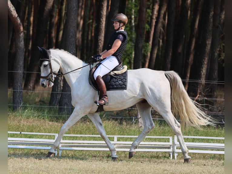 German Sport Horse Gelding 8 years 16,2 hh Grey in Leipzig