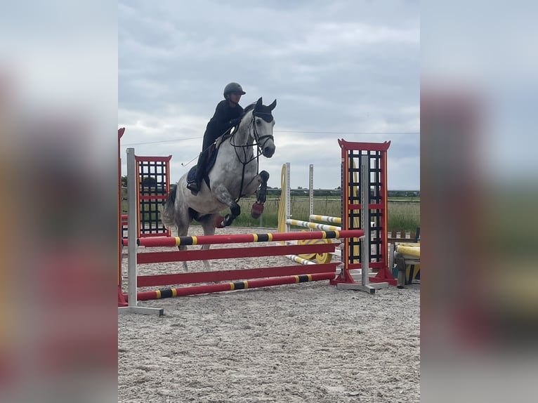German Sport Horse Gelding 8 years 16,2 hh Grey in Worms