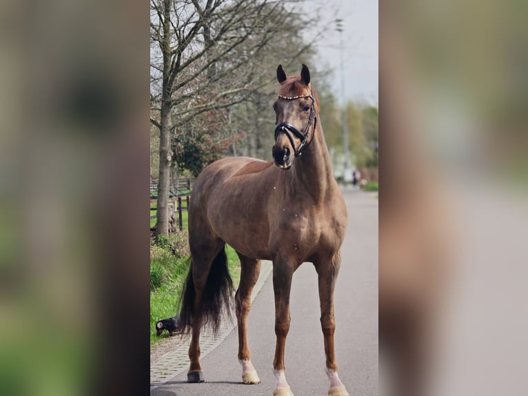 German Sport Horse Gelding 8 years 16,3 hh Chestnut in Someren
