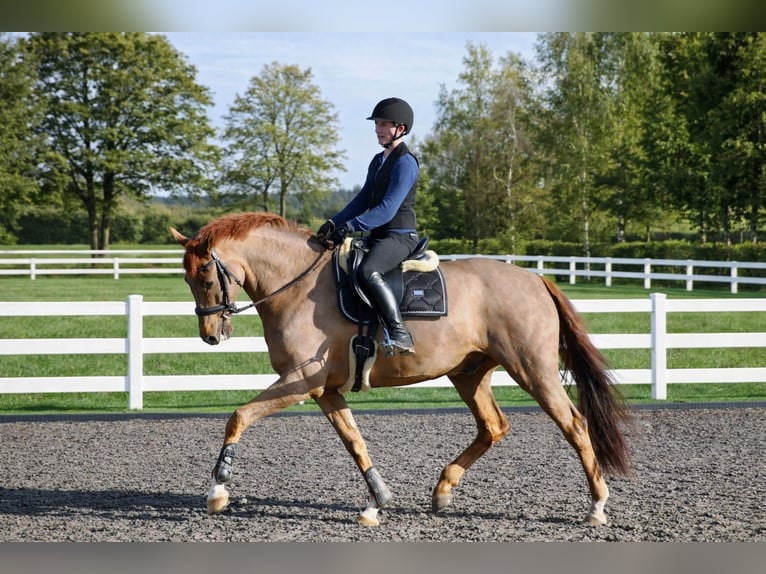 German Sport Horse Gelding 8 years 16,3 hh Chestnut in Someren