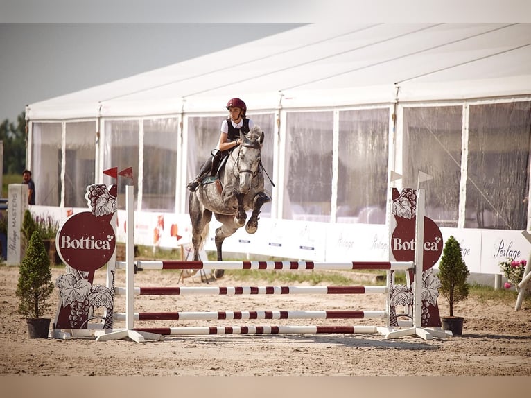 German Sport Horse Gelding 8 years 16,3 hh Gray in Robercin
